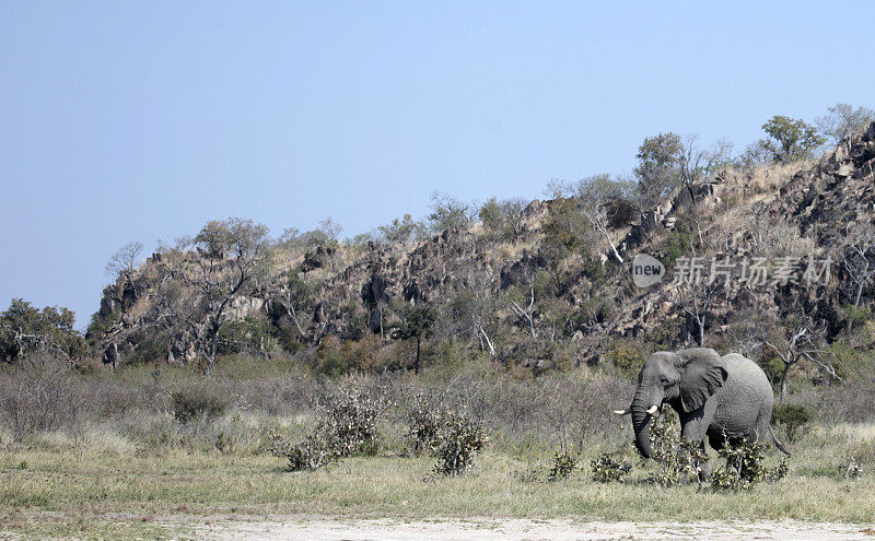 雄性非洲象行走;kopje, Savute/Savuti, Chobe NP，博茨瓦纳